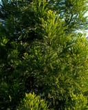 Japanese Cedar Yoshino with dense, bright green feathery foliage in a nursery setting