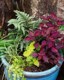 Japanese Painted Fern with silvery green fronds in a colorful mixed container planting