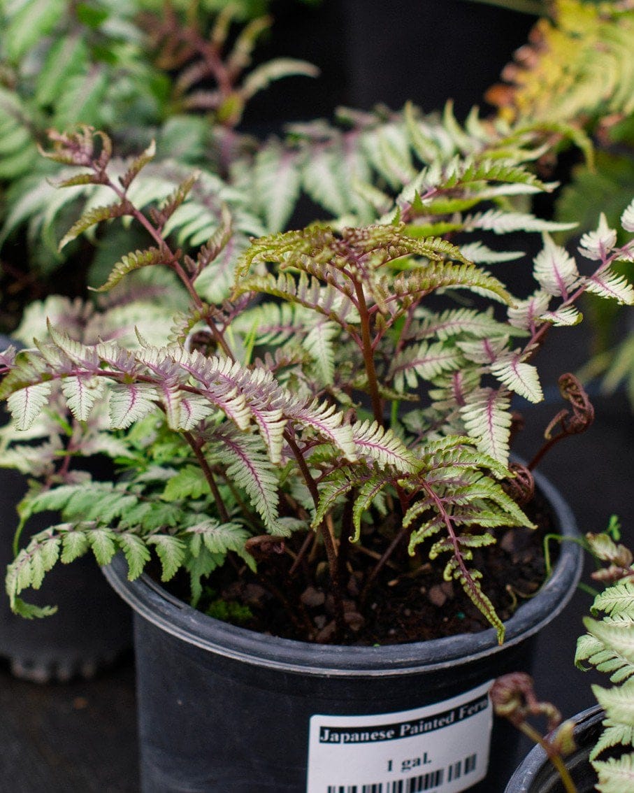 Japanese Painted Fern silvery fronds Japanese Painted Fern with silvery green fronds and burgundy stems in a nursery container