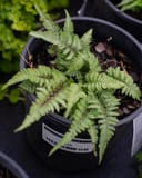 Japanese Painted Fern with silvery green fronds growing in a black nursery container