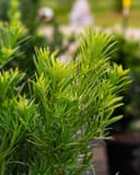 Japanese Yew Maki with bright green narrow foliage in a nursery container