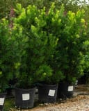 Japanese Yew Maki shrubs with dense green foliage in black nursery containers