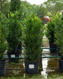 Japanese Yew Maki with dense upright green foliage in nursery containers