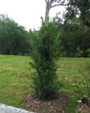 Japanese Yew Maki with dense upright green foliage planted in a grassy landscape