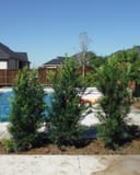 Japanese Yew shrubs planted beside a backyard pool and concrete patio