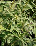 Jerusalem Sage with fuzzy silver green leaves and developing flower buds