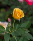 Julia Child Rose with a golden yellow bloom and unopened bud among green leaves