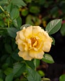 Julia Child Rose with a full pale yellow flower surrounded by glossy green leaves