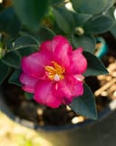 Kanjiro Camellia with a vivid pink flower and yellow stamens among glossy dark green leaves