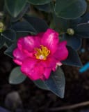 Kanjiro Camellia with vivid pink flowers and dark green leaves