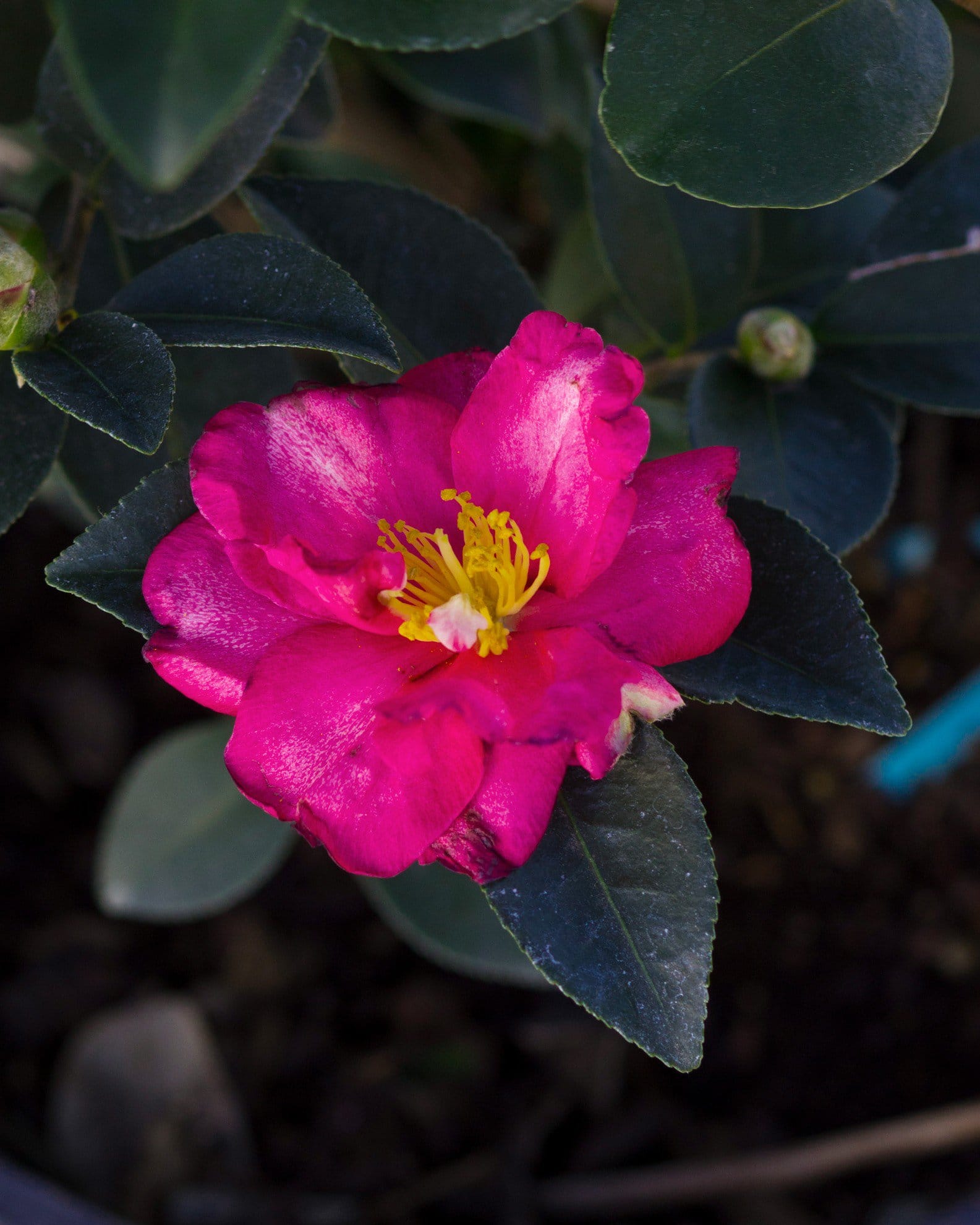 Kanjiro Camellia - view 5