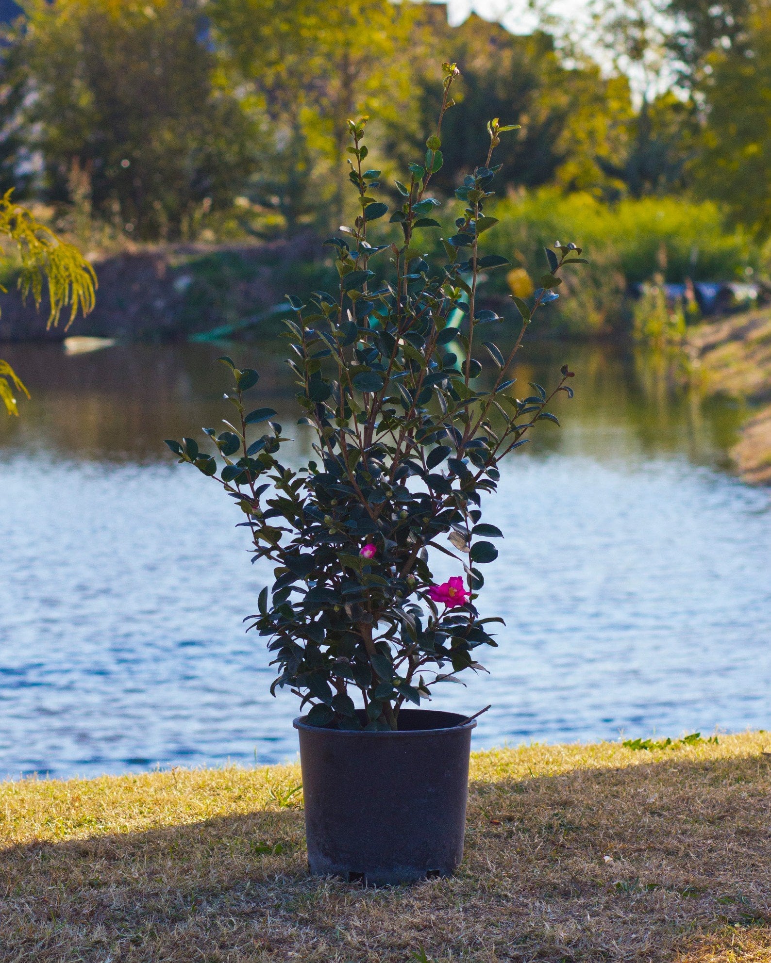 Kanjiro Camellia pink flowers Kanjiro Camellia in a nursery container beside a pond with glossy foliage and pink flowers