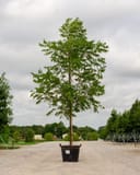 Kanza Pecan tree with full green foliage in a large nursery container