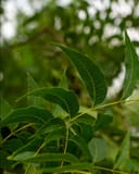 Kanza Pecan with long green leaves and serrated edges on leafy branches