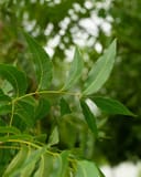 Kanza Pecan branch with long green leaflets against a leafy background