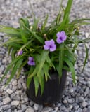 Katie Ruellia with purple flowers and narrow green leaves in a black nursery container