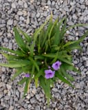 Katie Ruellia with narrow green leaves and purple flowers in a nursery container