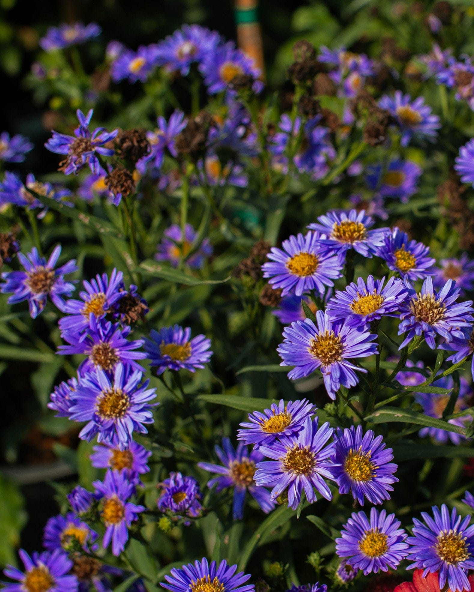 Kickin' Aster Sapphire purple flowers Kickin' Aster Sapphire with clusters of vivid purple flowers and golden centers