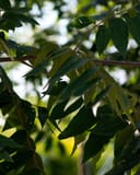 Kiowa Pecan with pinnate green leaves on a branching tree