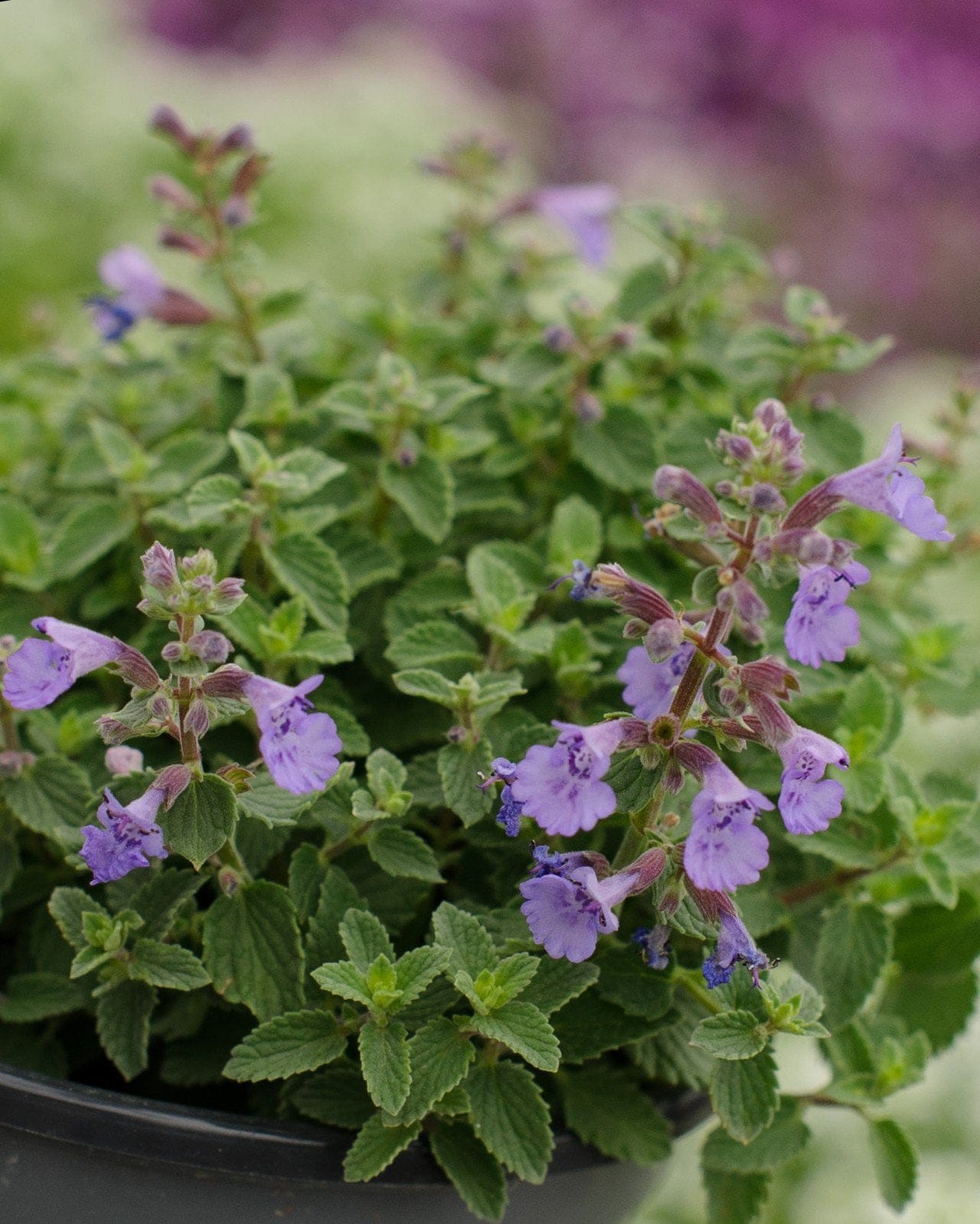 Kitten Around Catmint