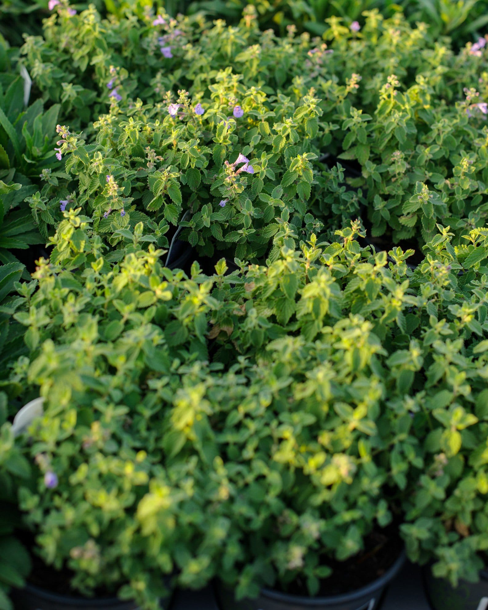 Kitten Around Catmint - view 5