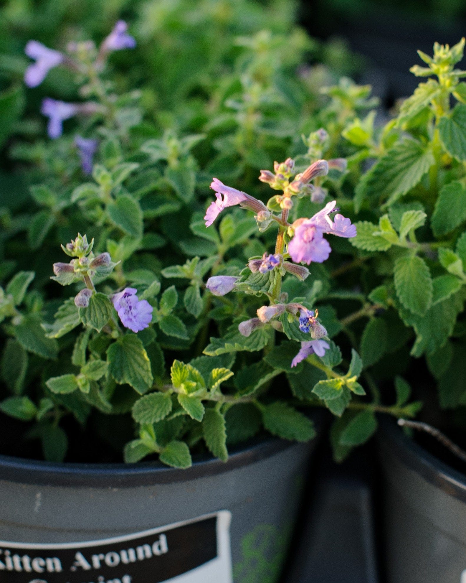 Kitten Around Catmint - view 4