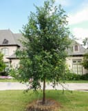 Lacebark Elm planted in a front yard with a dense green canopy and support stakes
