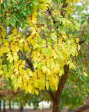 Lacebark Elm with yellow autumn foliage and a mature branching canopy