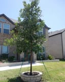 Lacey Oak planted in a circular stone bed outside a brick home