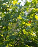 Lacey Oak with lobed green leaves glowing in dappled sunlight