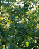 Lacey Oak branches covered in lobed green leaves