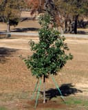 Lacey Oak young tree staked in a landscaped lawn with dense green foliage