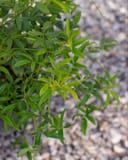 Lady Banks Climbing Rose with slender green leaves and arching stems over a gravel groundcover