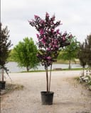 Lavender Skies Crape Myrtle with pink-purple flowers and dark foliage in a nursery container
