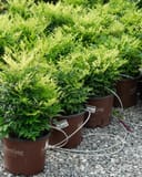 Lemon Lime Nandina shrubs with bright lime green new foliage in nursery containers on gravel