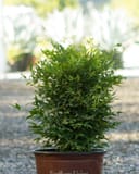 Lemon Lime Nandina with dense green foliage in a nursery container