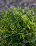 Lemon Lime Nandina with bright lime green new foliage and dense leafy growth