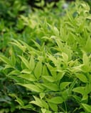 Lemon Lime Nandina with bright lime green foliage growing densely in a nursery