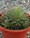 Leopold Agave with dense green pointed leaves and distinctive white curling filaments in a red container