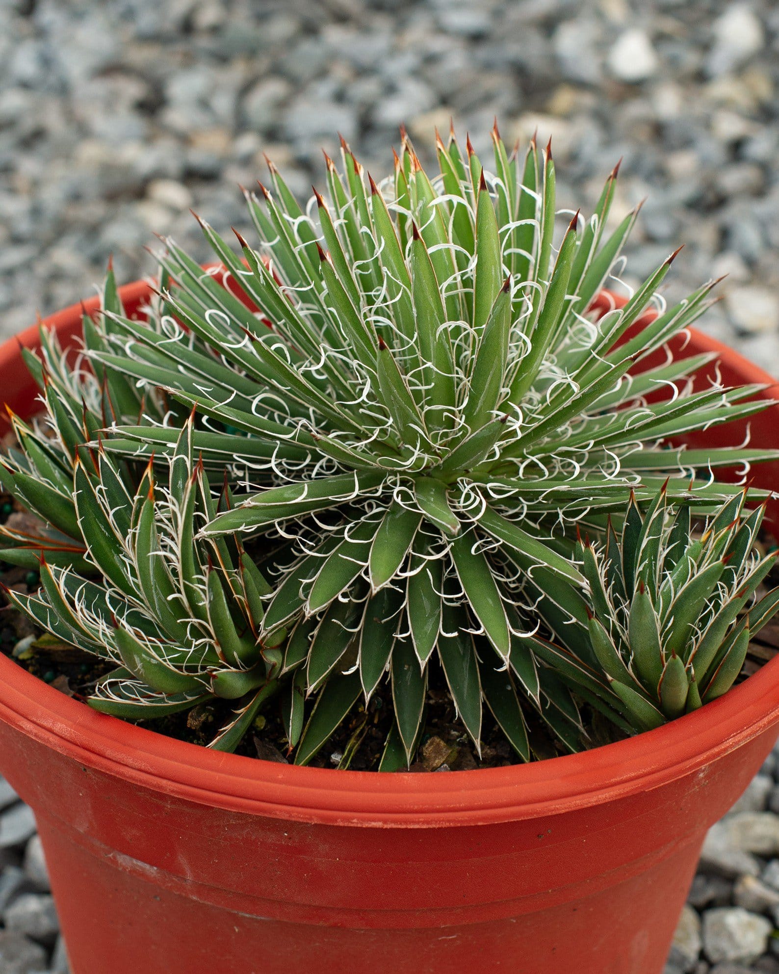Leopold Agave white leaf filaments Leopold Agave with dense green pointed leaves and distinctive white curling filaments in a red container