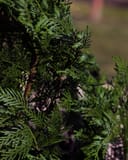 Leyland Cypress with dense green feathery foliage in a nursery setting