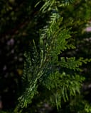 Leyland Cypress with dense green, scale-like foliage on layered branches