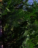 Leyland Cypress with dense, feathery green foliage in close view