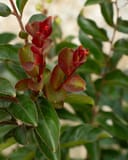 Like a Latte Crape Myrtle with glossy green leaves and deep red new growth