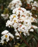 Like a Latte Crape Myrtle with clusters of white flowers and dark green foliage