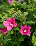 Lil' Kim Red Althea with vivid pink flowers and green foliage