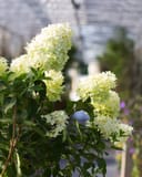 Limelight Hydrangea Tree Form with creamy green flower clusters and dark green foliage