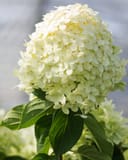 Limelight Hydrangea Tree Form with a large pale green flower cluster and dark green leaves