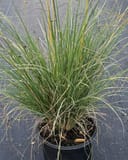 Lindheimer Muhly with fine green blades and tan stems growing in a black nursery container