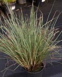 Little Bluestem Prairie Blues grass with fine upright green and copper foliage in a nursery container
